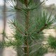 Pin Silvestru Organic Pin Silvestru Organic